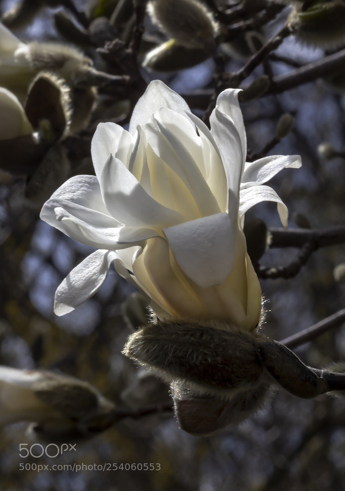 Canon EOS 60D sample photo. Magnolia photography