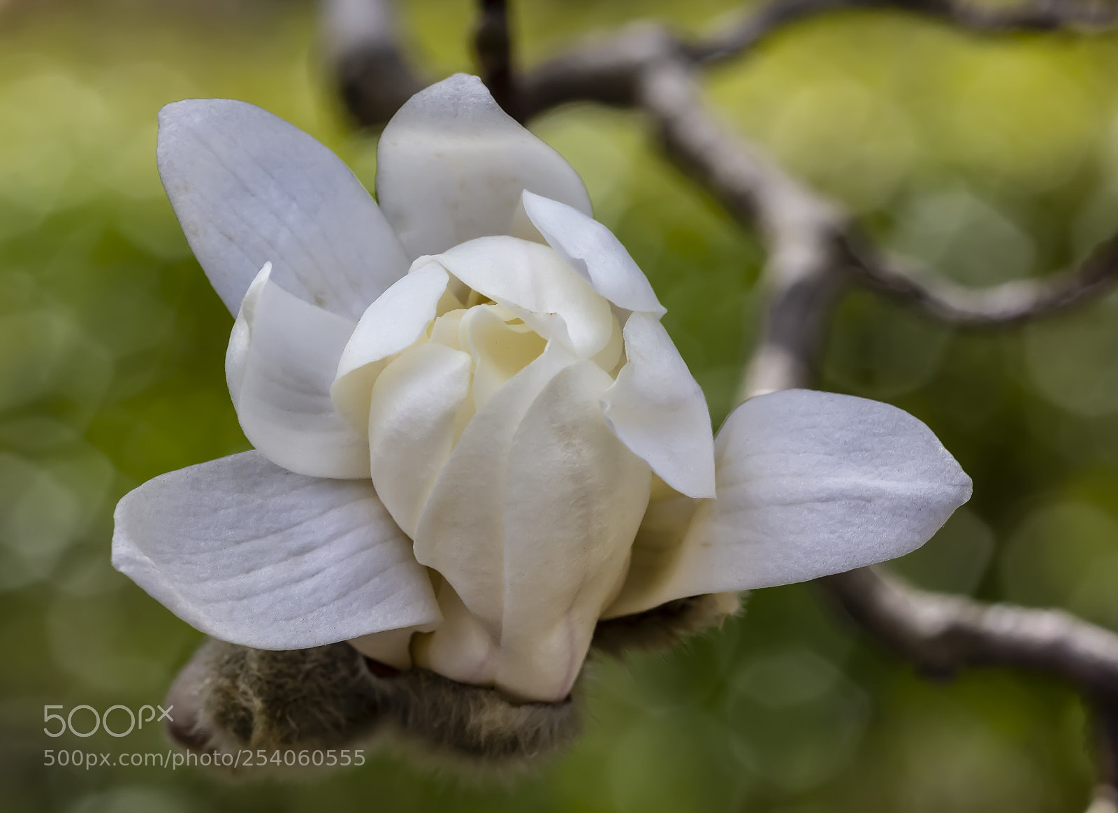 Canon EOS 60D sample photo. Magnolia photography