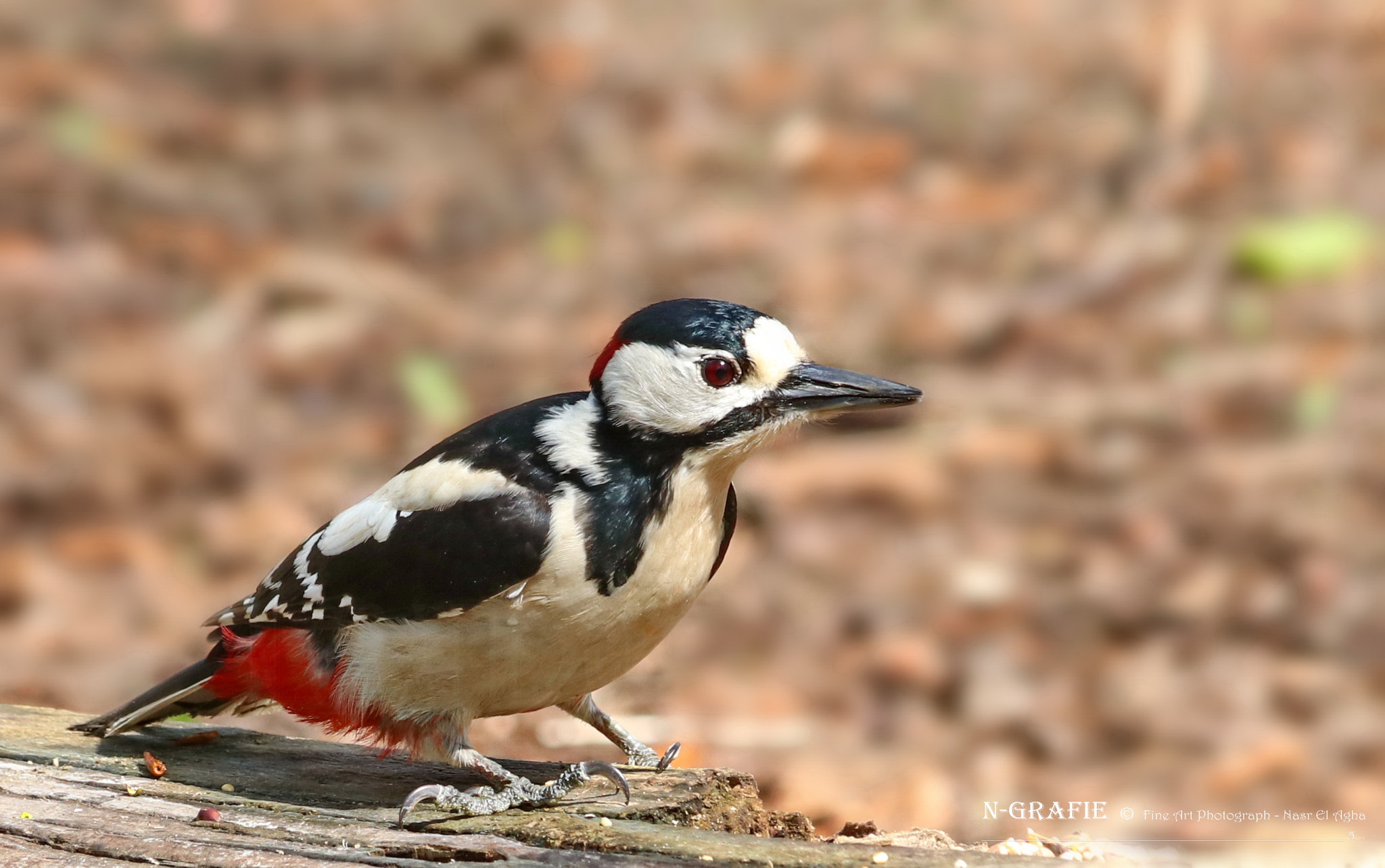 Canon EOS 80D + Canon EF 70-300mm F4-5.6 IS USM sample photo. From the beautiful nature in berlin. germany photography