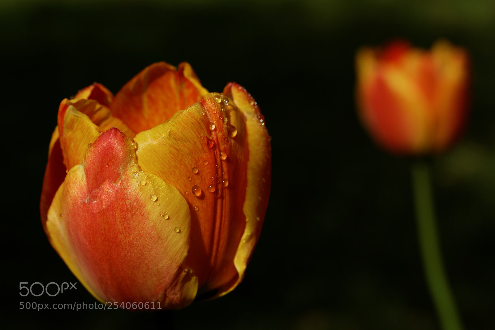 Canon EOS 70D + Canon EF 50mm F1.8 STM sample photo. Tulips photography