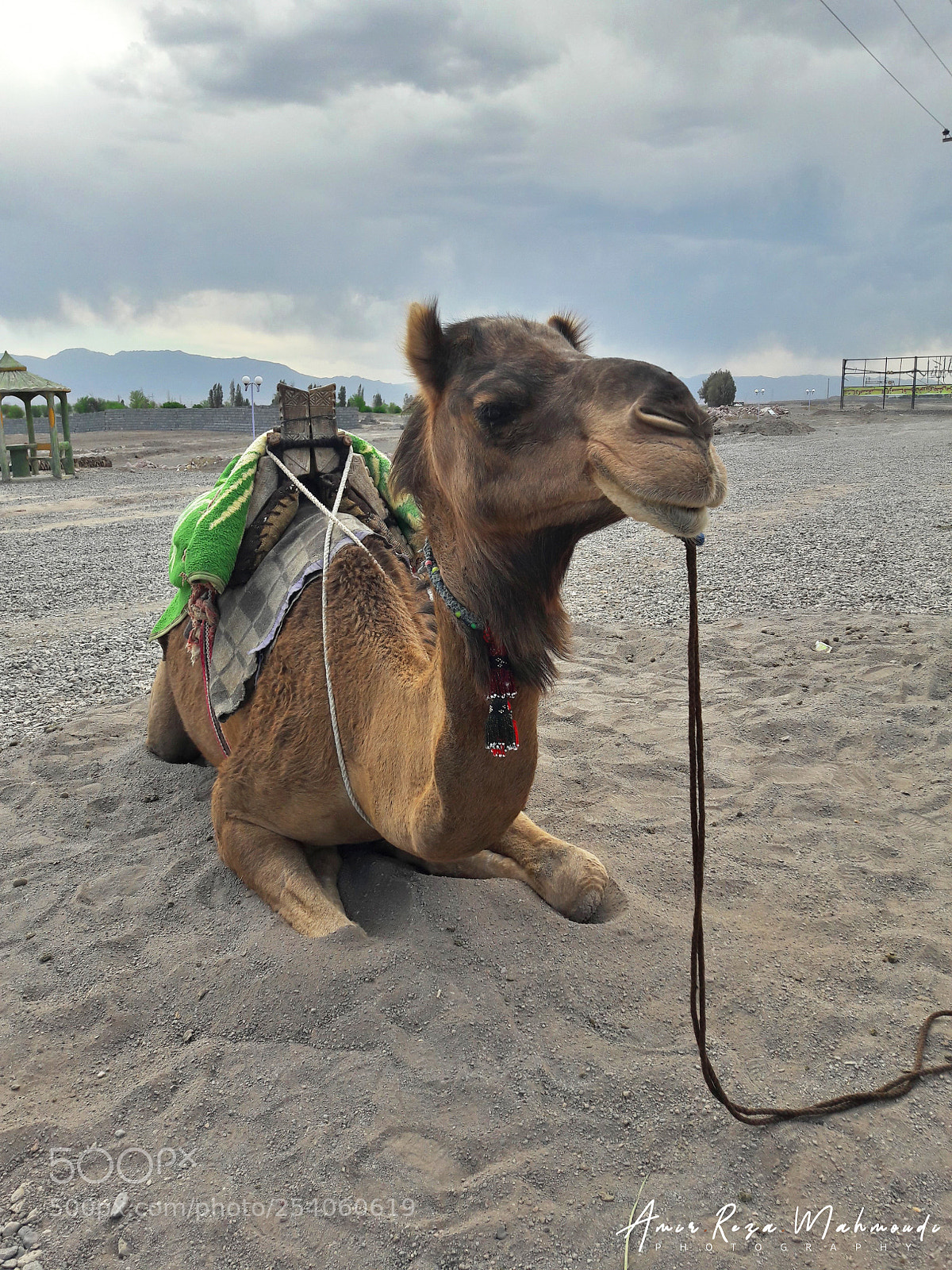 Samsung Galaxy A5(2016) sample photo. Camel 01 by amir photography
