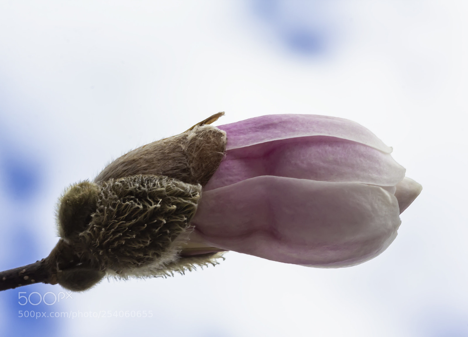 Canon EOS 60D sample photo. Magnolia photography