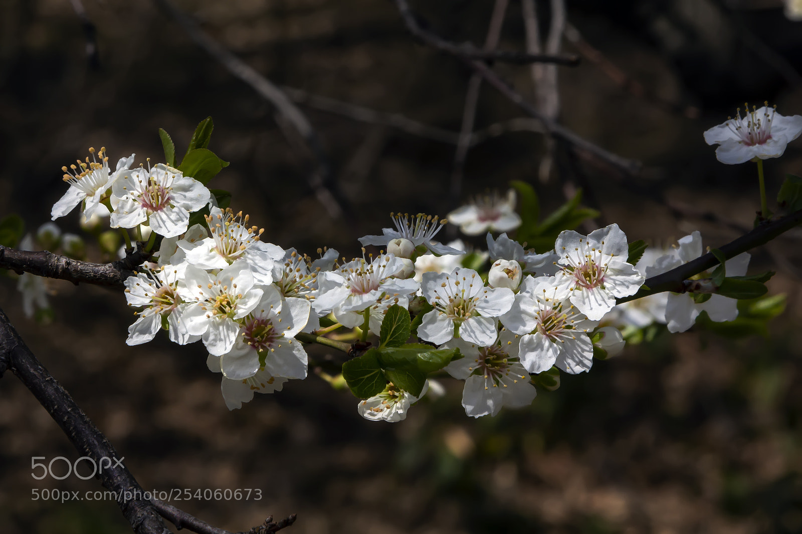 Canon EOS 60D sample photo. Cherry blossoms photography