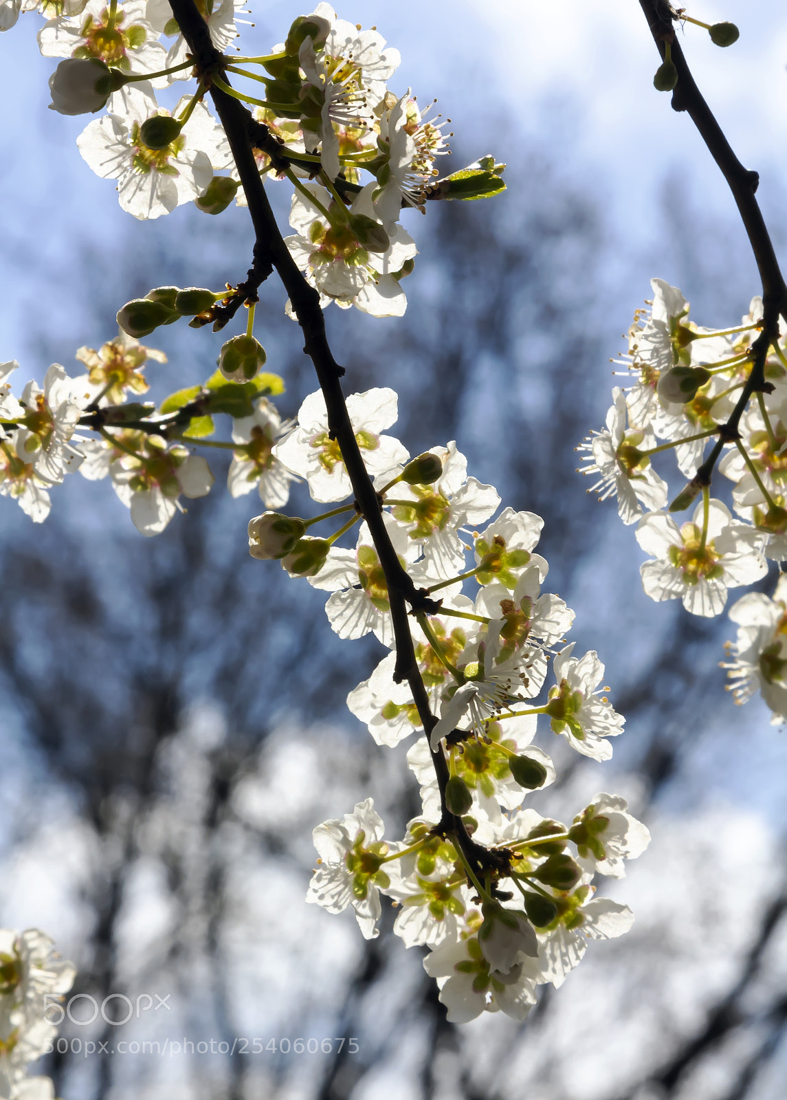 Canon EOS 60D sample photo. Cherry blossoms photography