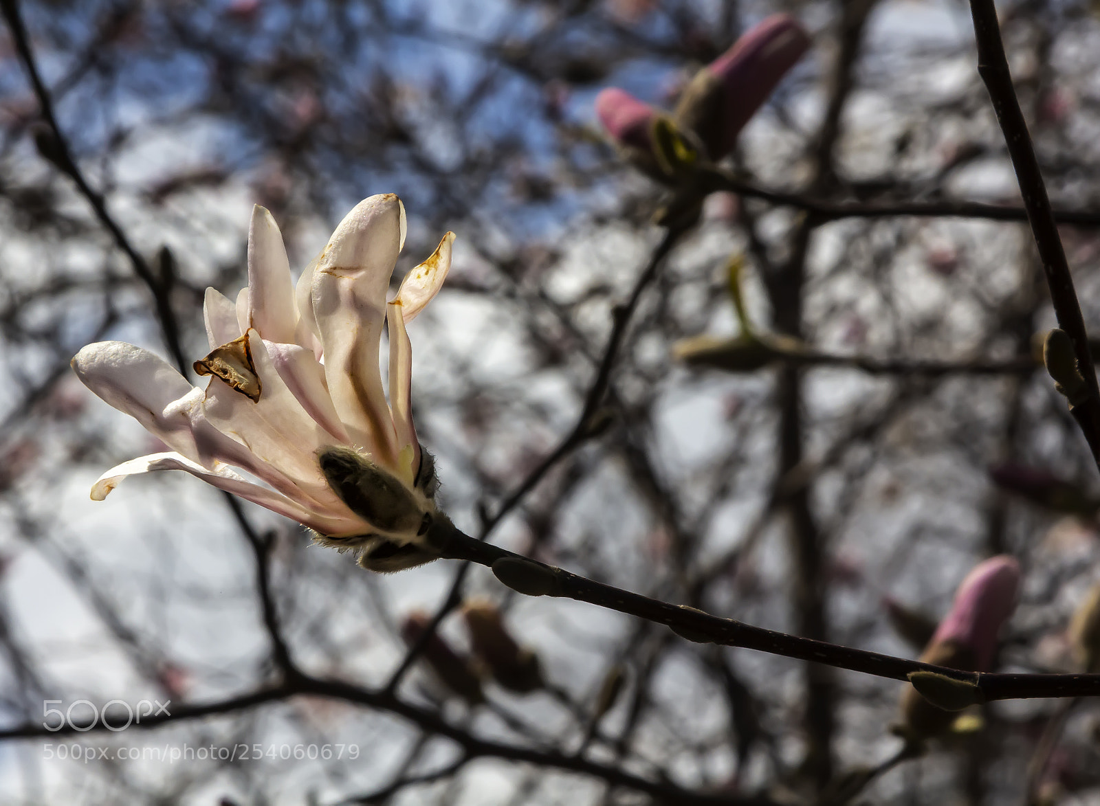 Canon EOS 60D sample photo. Magnolia photography