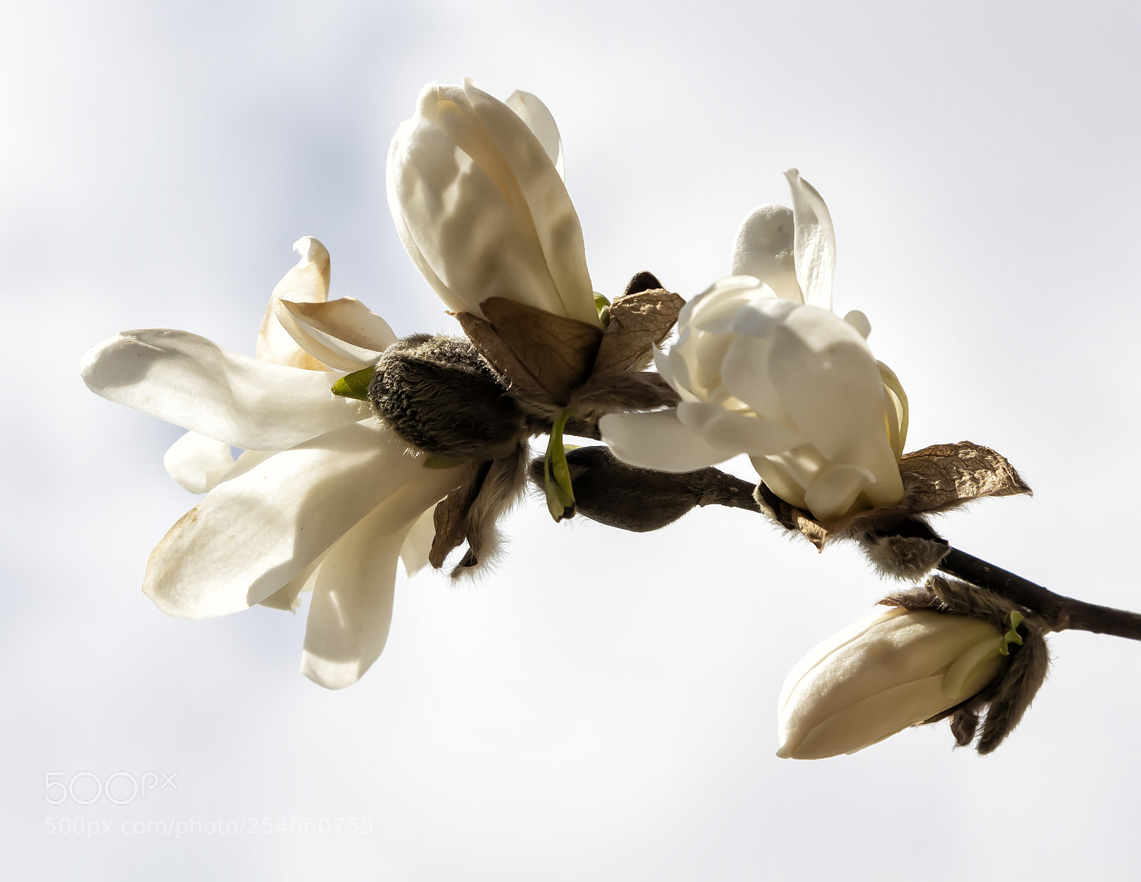 Canon EOS 60D sample photo. Magnolia photography