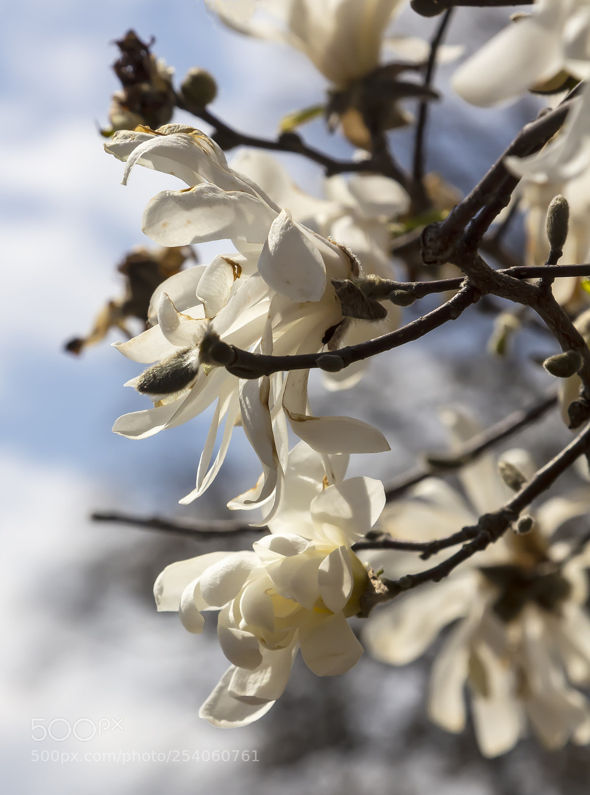 Canon EOS 60D sample photo. Magnolia photography