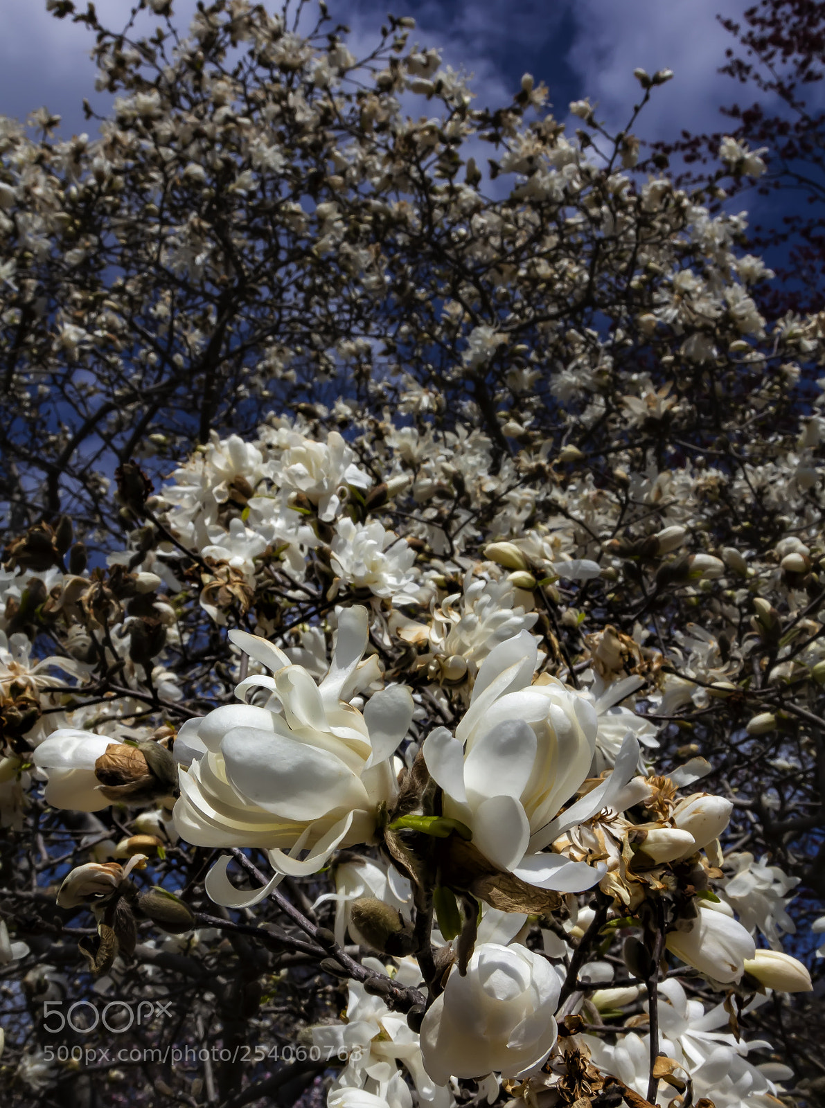 Canon EOS 60D sample photo. Magnolia trees photography
