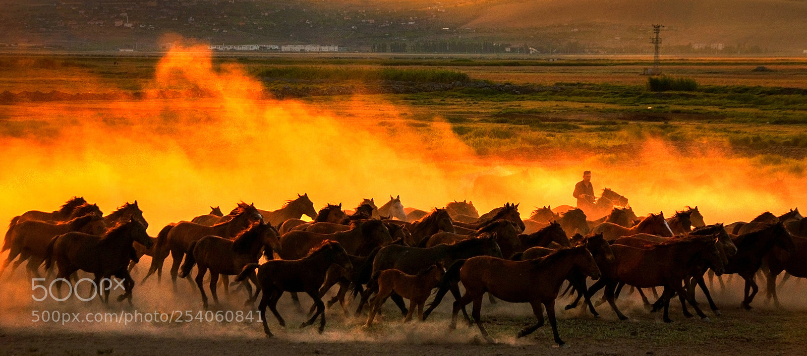 Nikon D90 sample photo. Wild horses in the photography