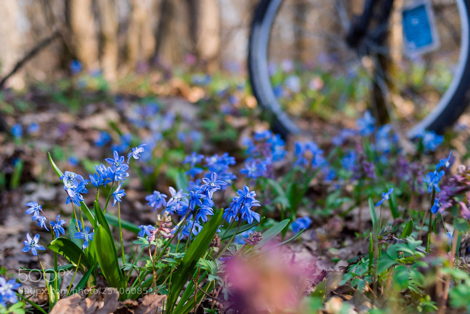 Nikon D200 sample photo. Spring under the wheels photography