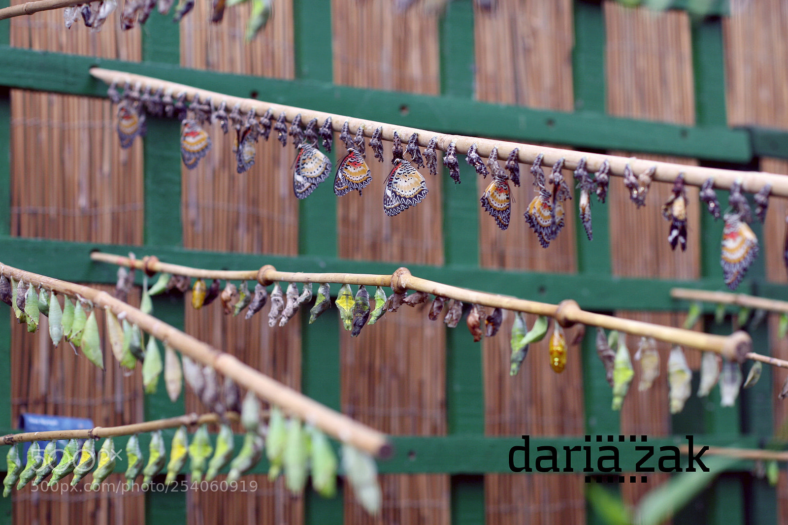 Canon EOS 30D sample photo. Butterfly's cocoons photography