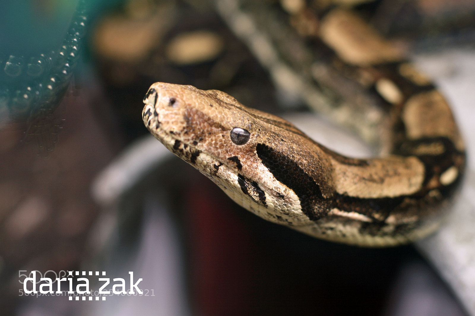 Canon EOS 30D sample photo. Snake's eye photography