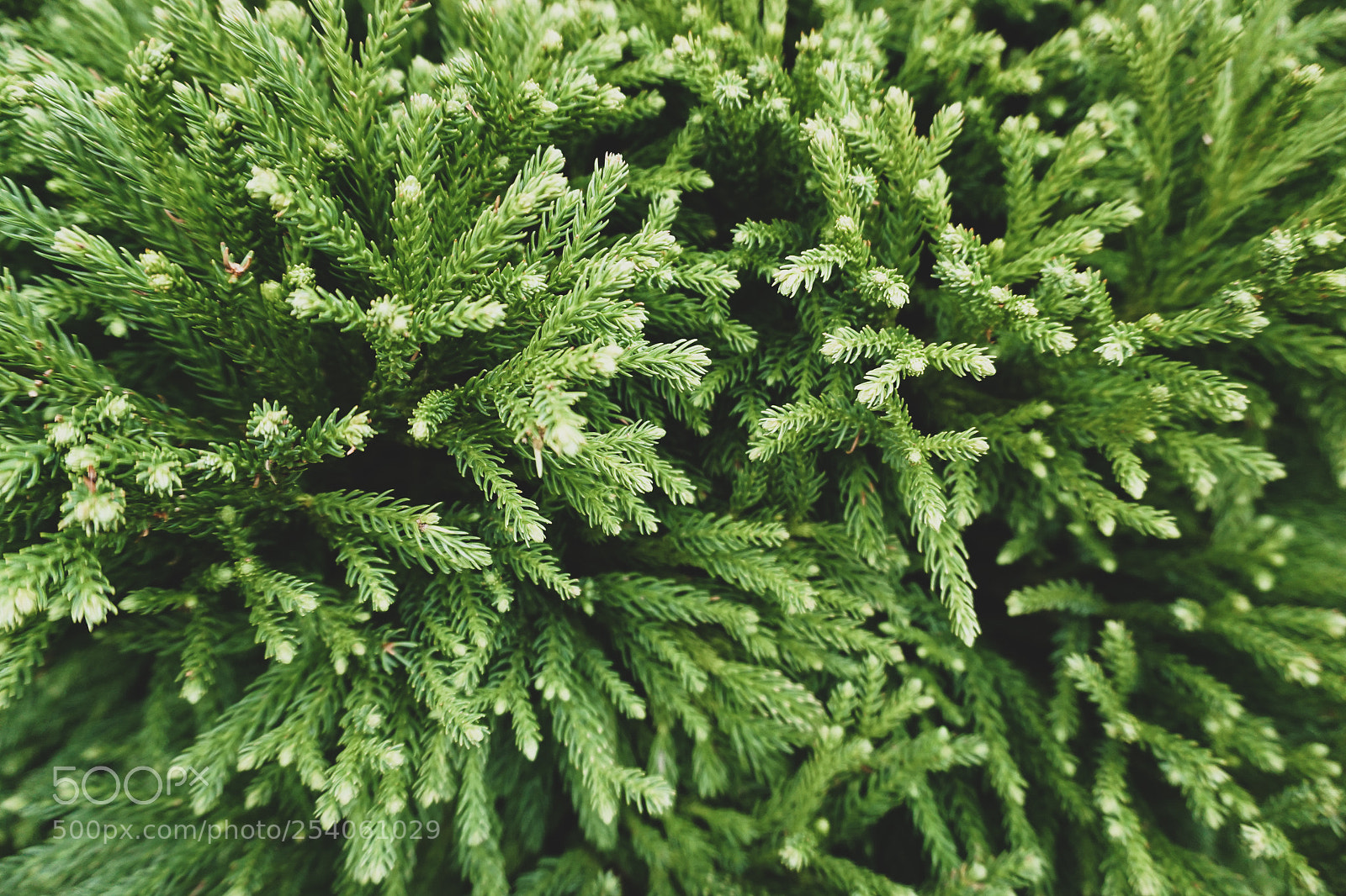 Sony a5100 sample photo. Pine photography