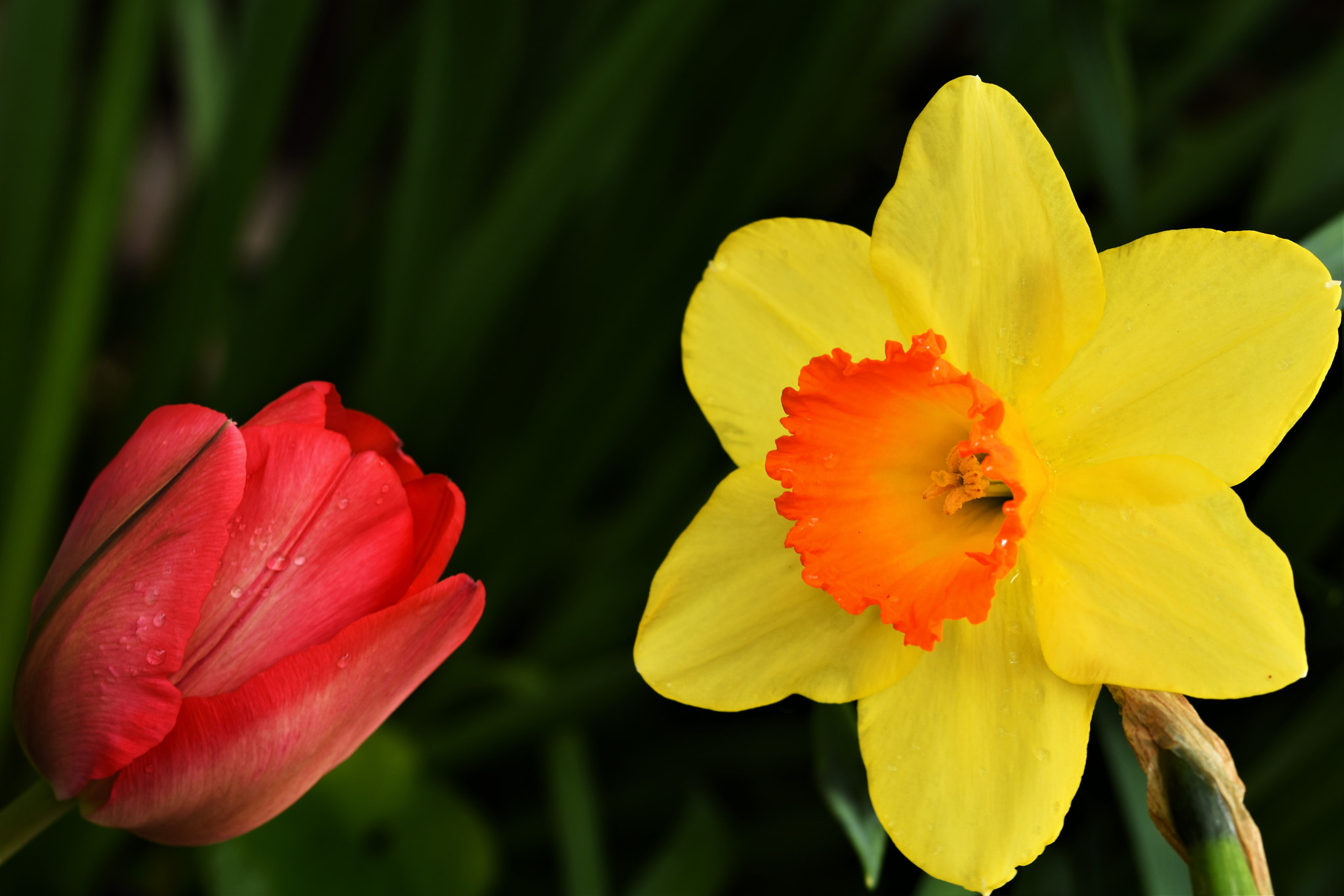 Sigma 105mm F2.8 EX DG OS HSM sample photo. The singer and its microphone photography