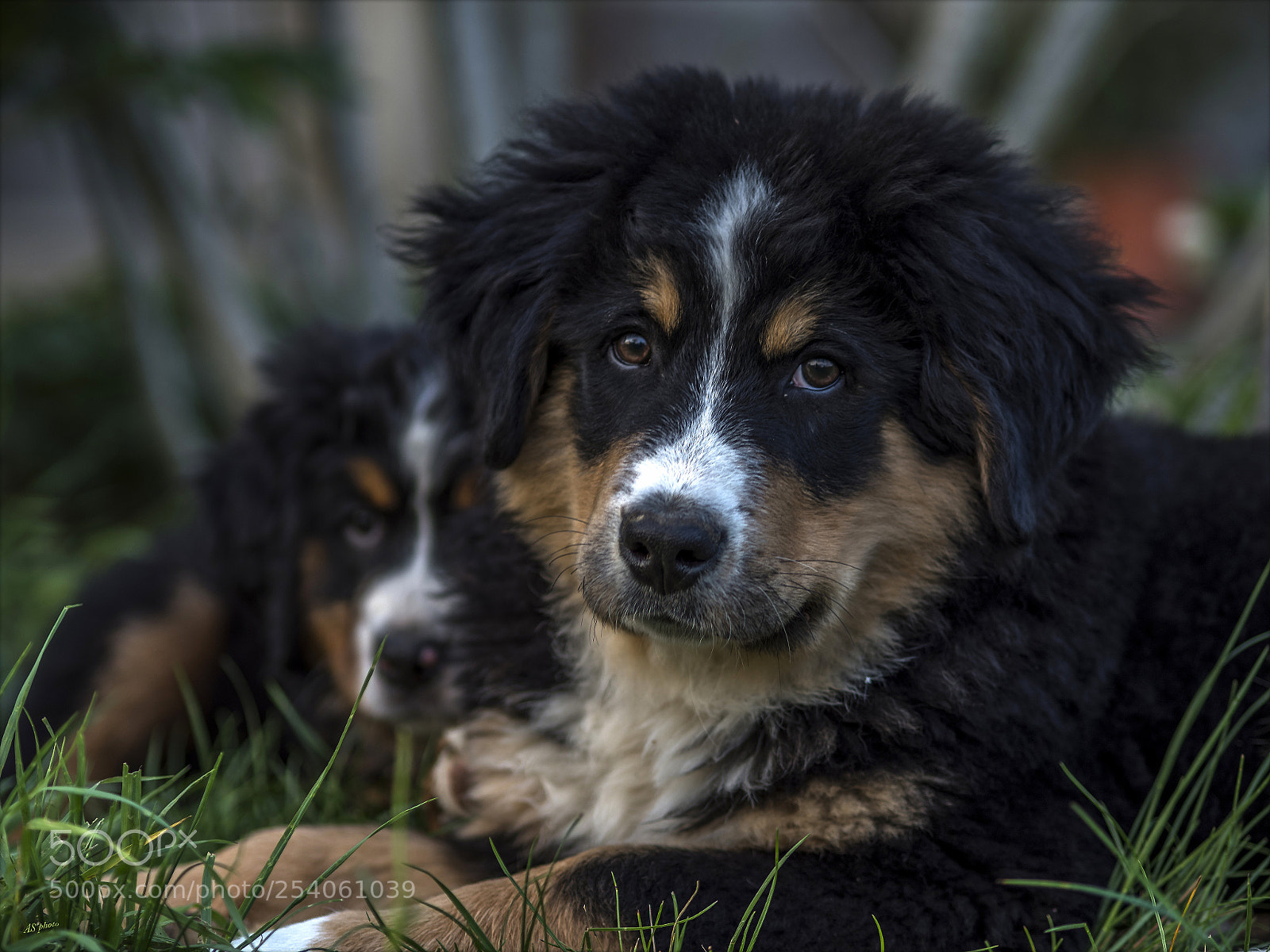 Olympus OM-D E-M1 Mark II sample photo. A pretty couple photography
