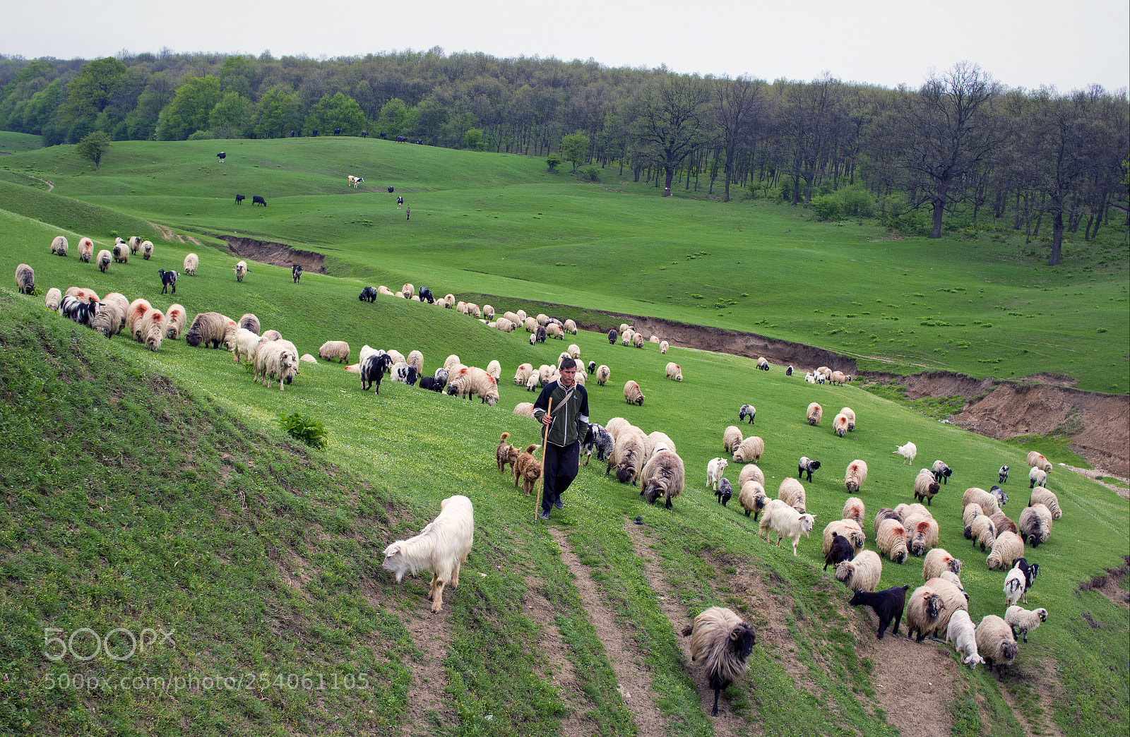 Nikon D7100 sample photo. Shepherd with sheep flock photography