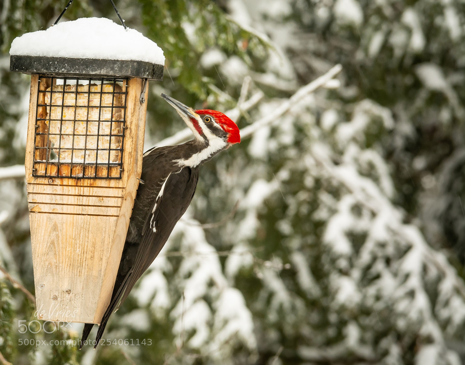 Nikon D7100 sample photo. Pileated woodpecker edit photography