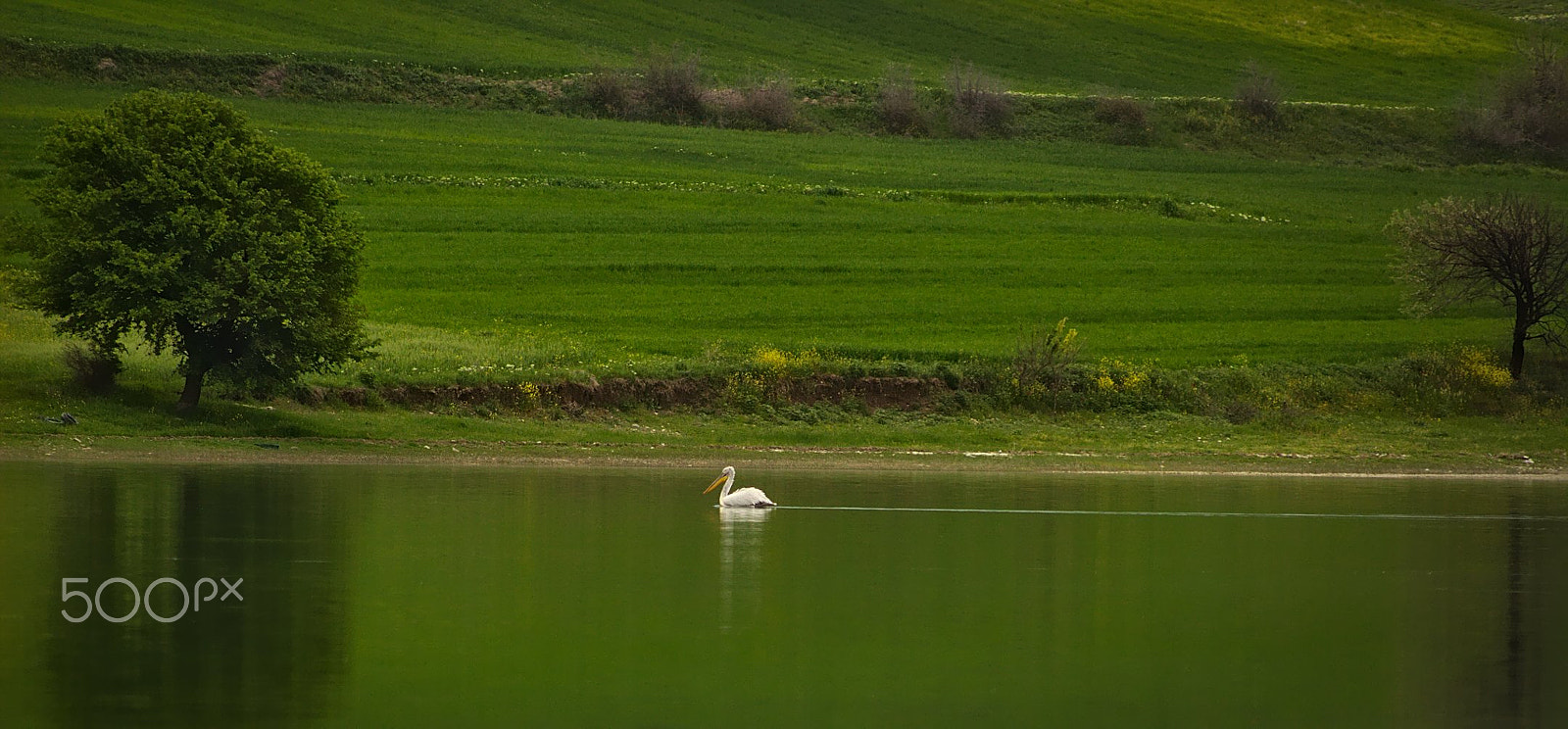 Canon EOS 100D (EOS Rebel SL1 / EOS Kiss X7) sample photo. Alone in the lake photography