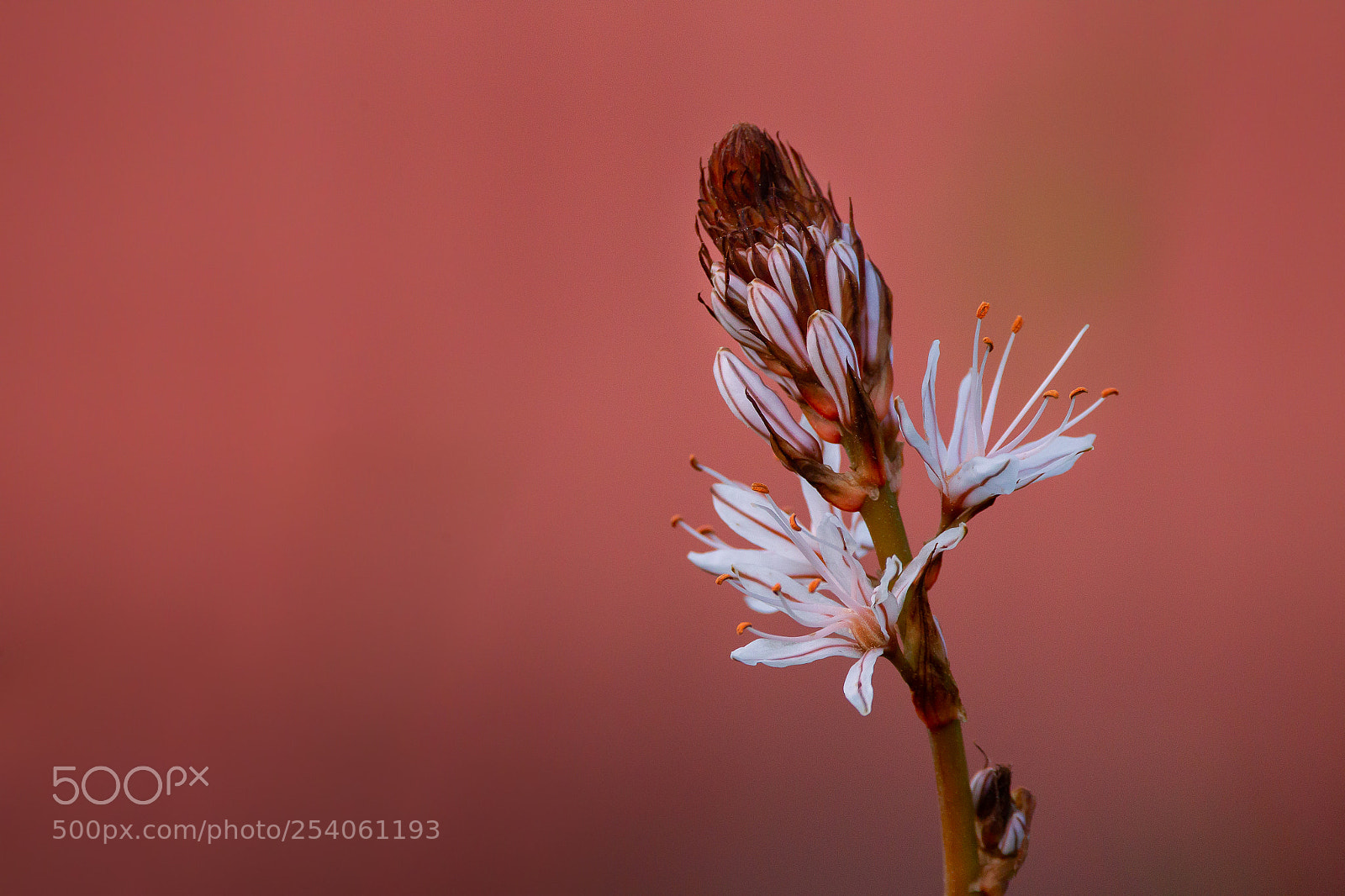 Canon EOS-1D Mark IV sample photo. Time of flowers photography