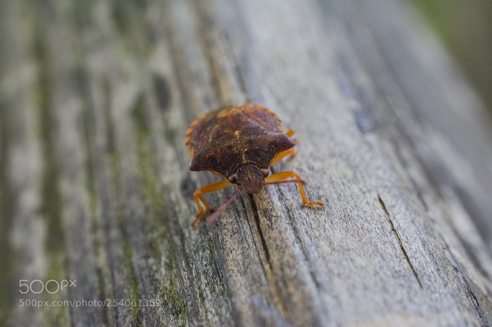 Nikon D7100 sample photo. A bug photography