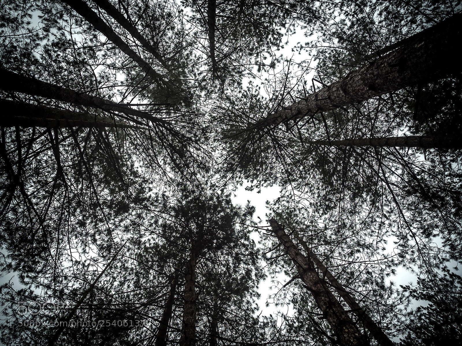 Olympus OM-D E-M5 II sample photo. Into the canopy photography