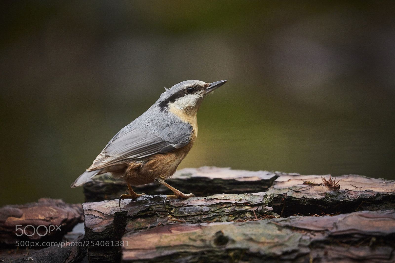Canon EOS 6D Mark II sample photo. Vogels, birds photography