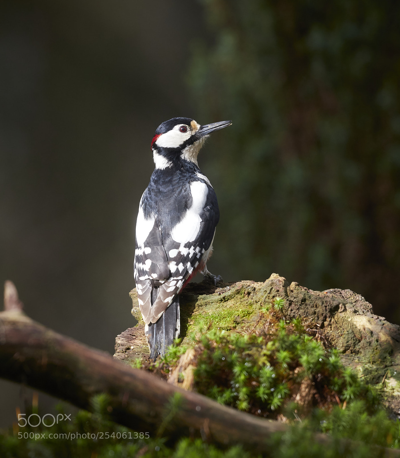 Canon EOS 6D Mark II sample photo. Vogels, birds photography