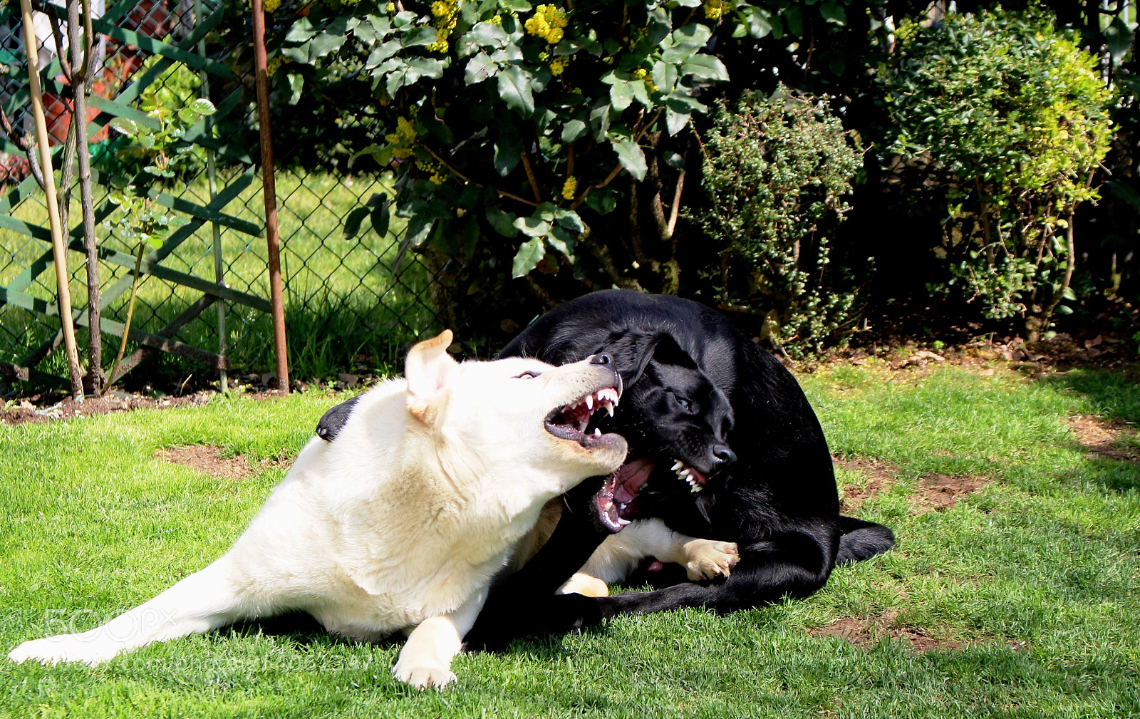 Canon EOS 100D (EOS Rebel SL1 / EOS Kiss X7) sample photo. Black and white dog photography