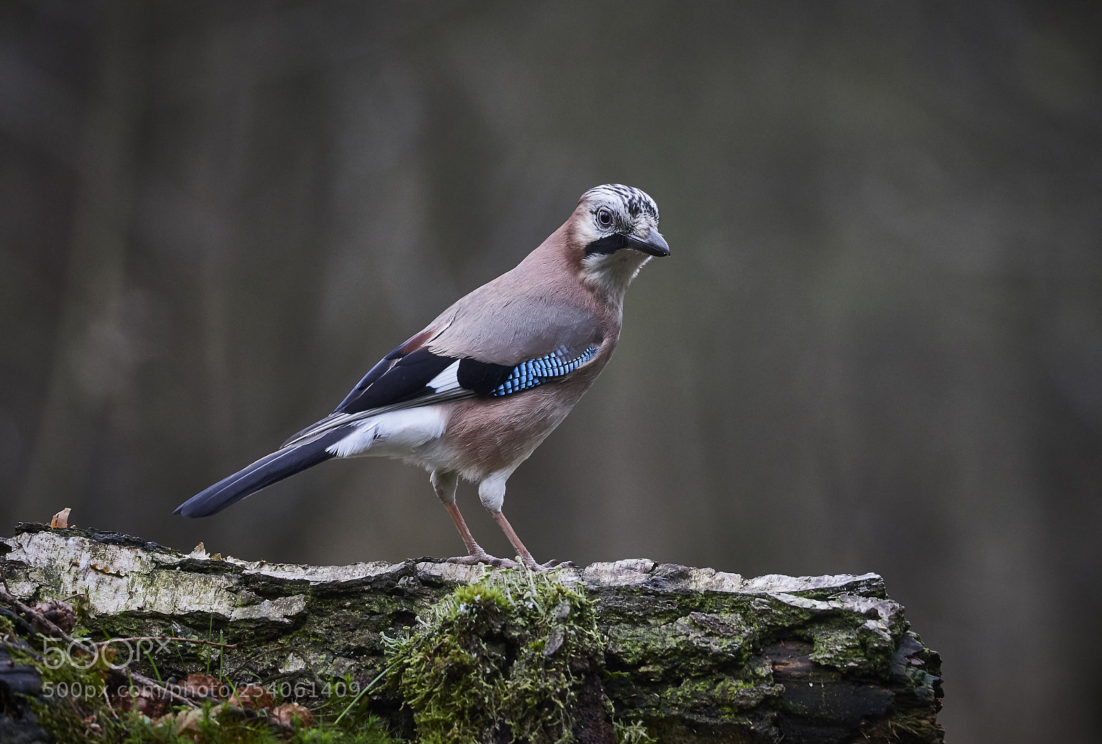 Canon EOS 6D Mark II sample photo. Vogels, birds photography