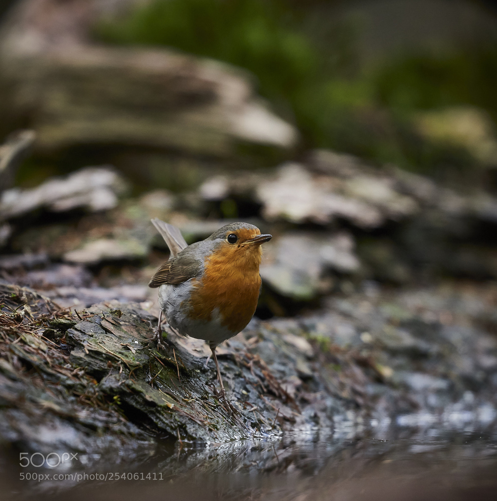 Canon EOS 6D Mark II sample photo. Vogels, birds photography