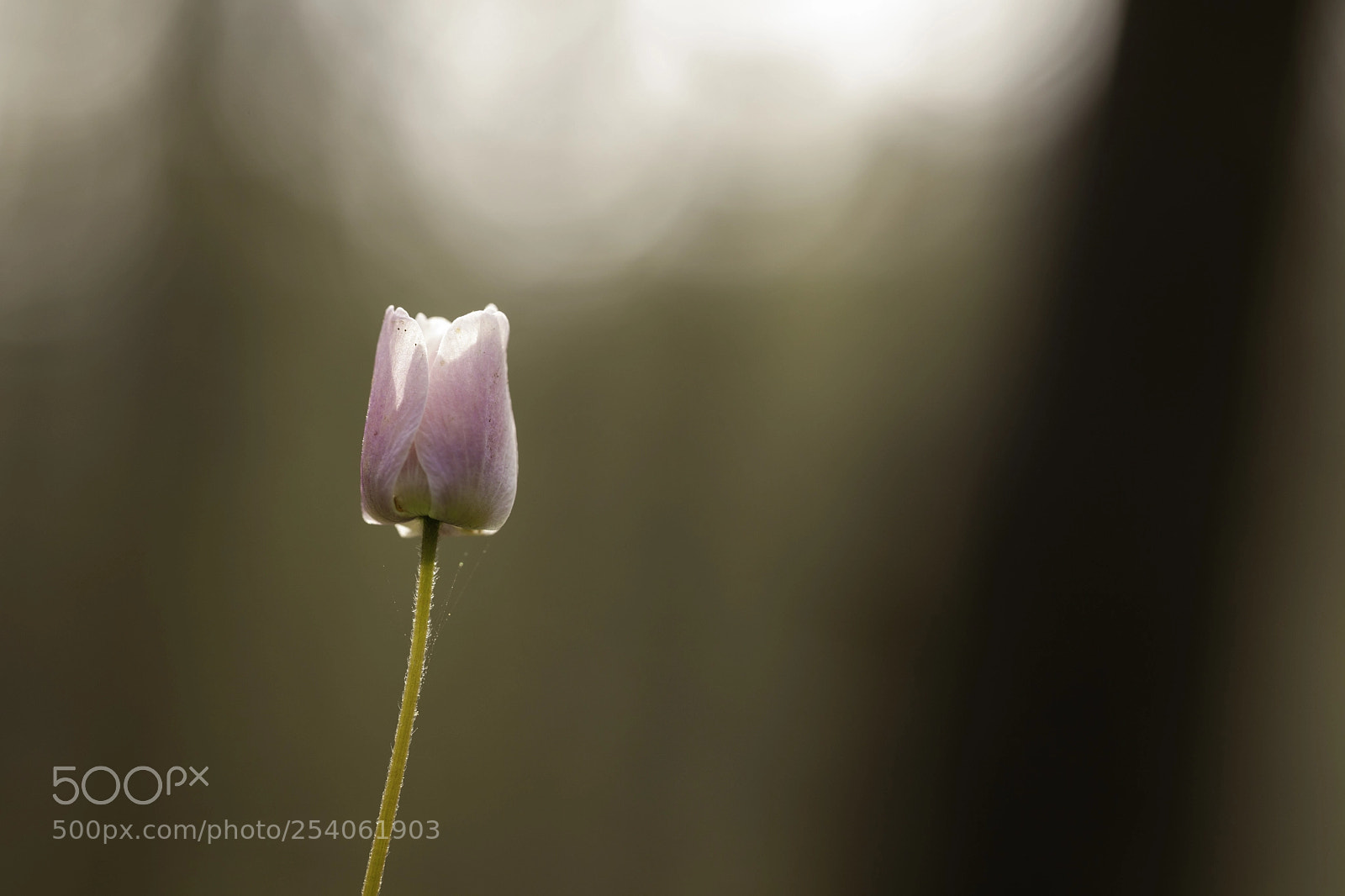 Canon EOS 5D Mark II sample photo. Waiting for the sun photography