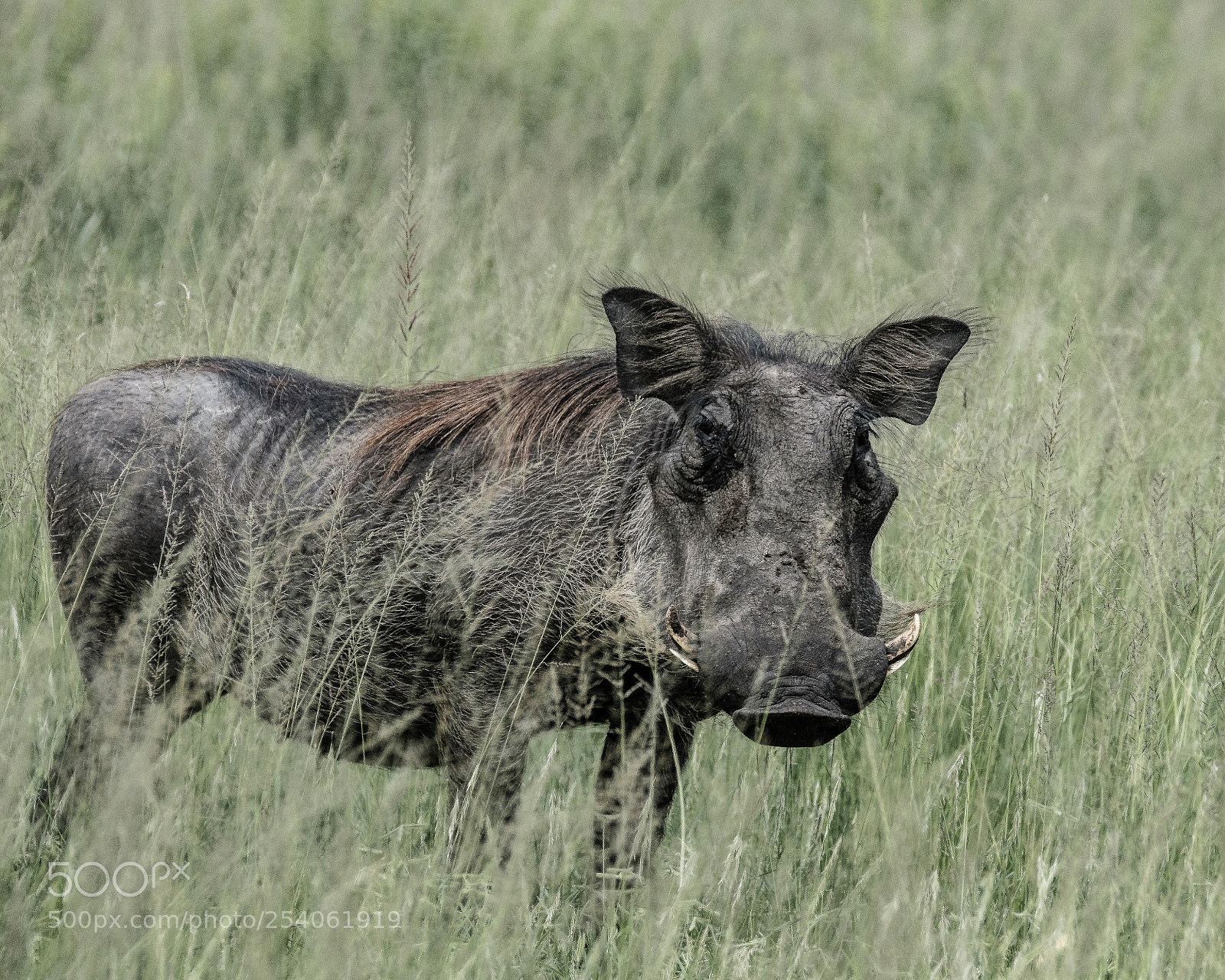 Fujifilm X-T2 sample photo. Warthog photography