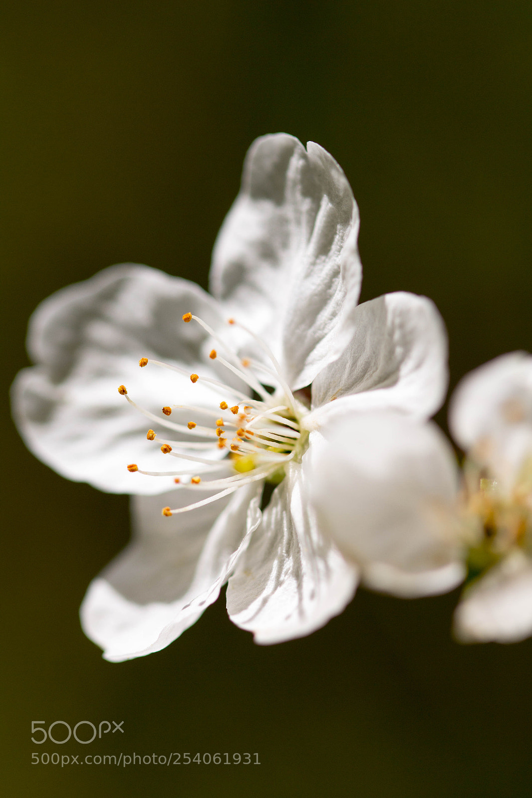 Canon EOS 60D sample photo. Kirsche photography