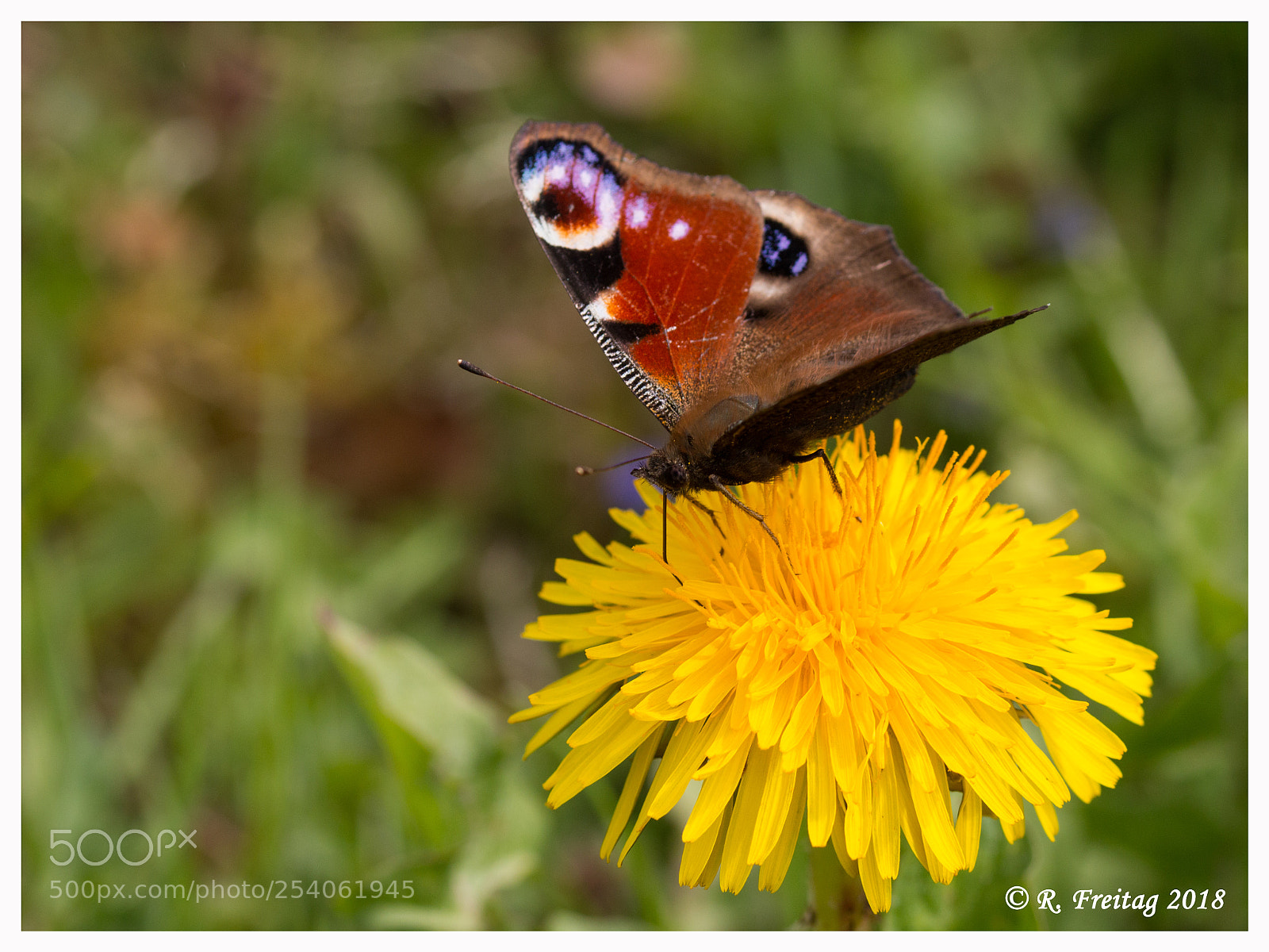 Canon EOS 70D sample photo. Butterfly photography