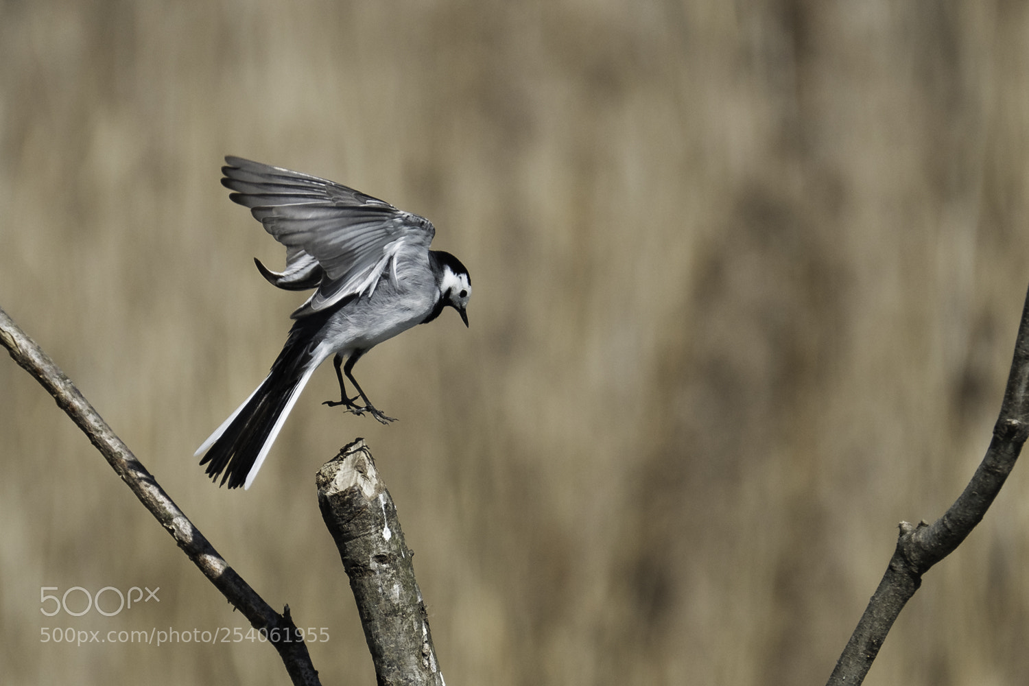 Fujifilm X-T2 sample photo. Landing wagtail photography