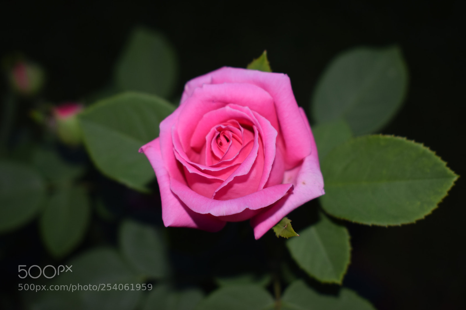 Nikon D3300 sample photo. Untitled photography