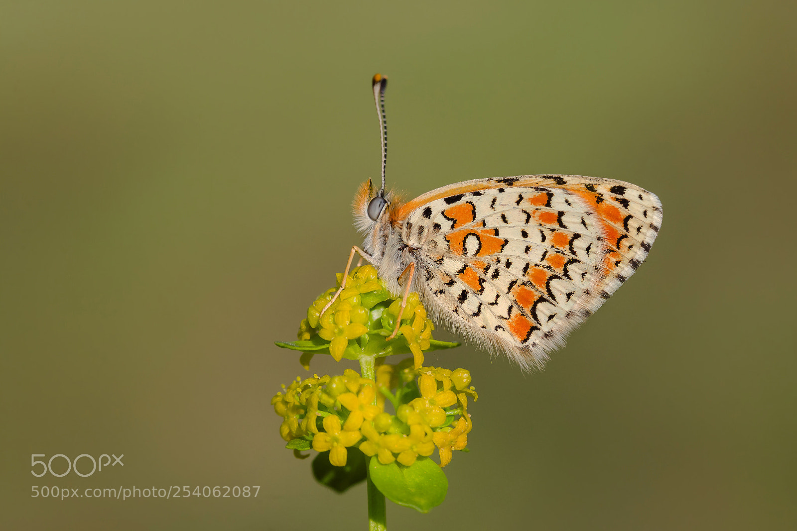 Canon EOS 5D Mark II sample photo. Hatayl parhan - melitaea photography