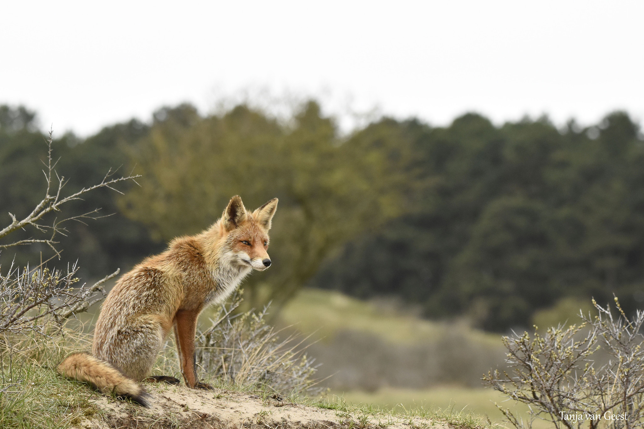 Nikon D5500 + Sigma 150-600mm F5-6.3 DG OS HSM | C sample photo. Red fox photography