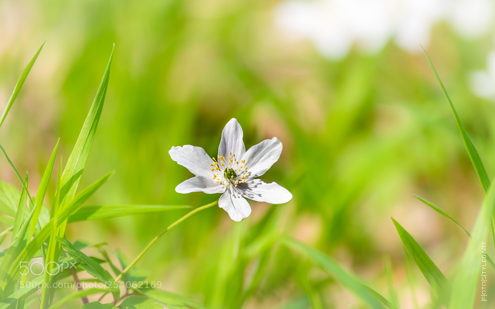Nikon D3300 sample photo. Frischer frühling photography