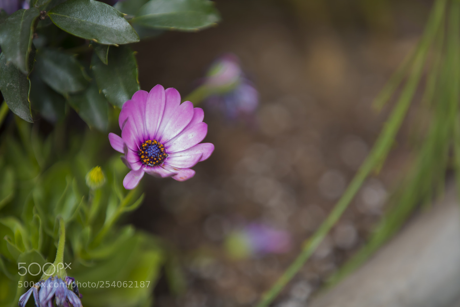 Canon EOS 5D Mark IV sample photo. Spring time ....... it's photography