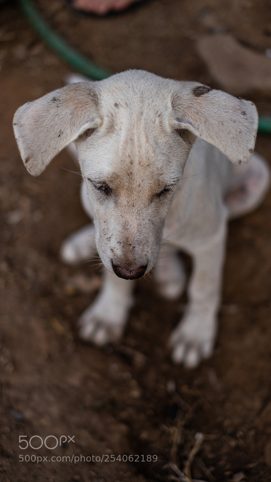 Fujifilm X-T20 sample photo. Dog life photography