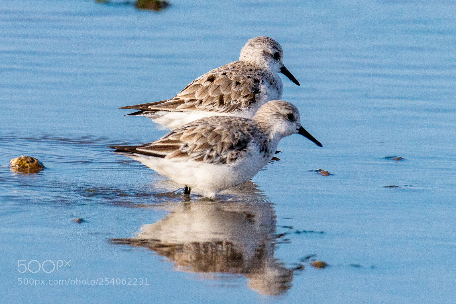Canon EOS 80D sample photo. Sanderling photography
