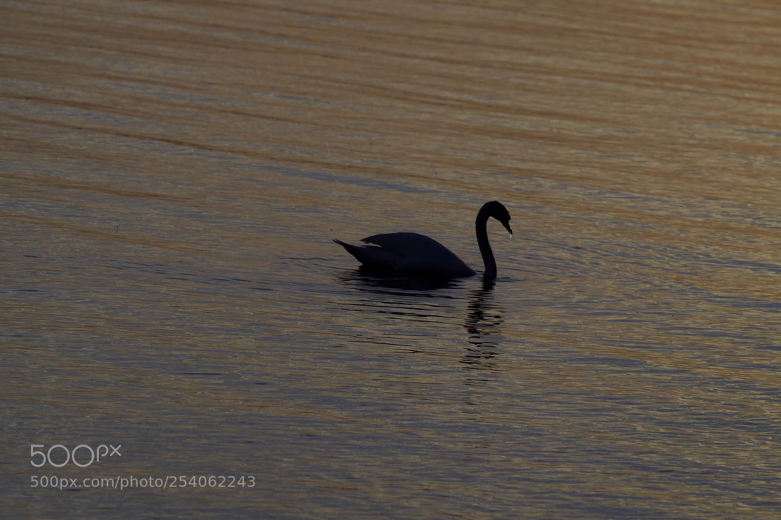Fujifilm X-T1 sample photo. Schwarze schw ne gibt photography
