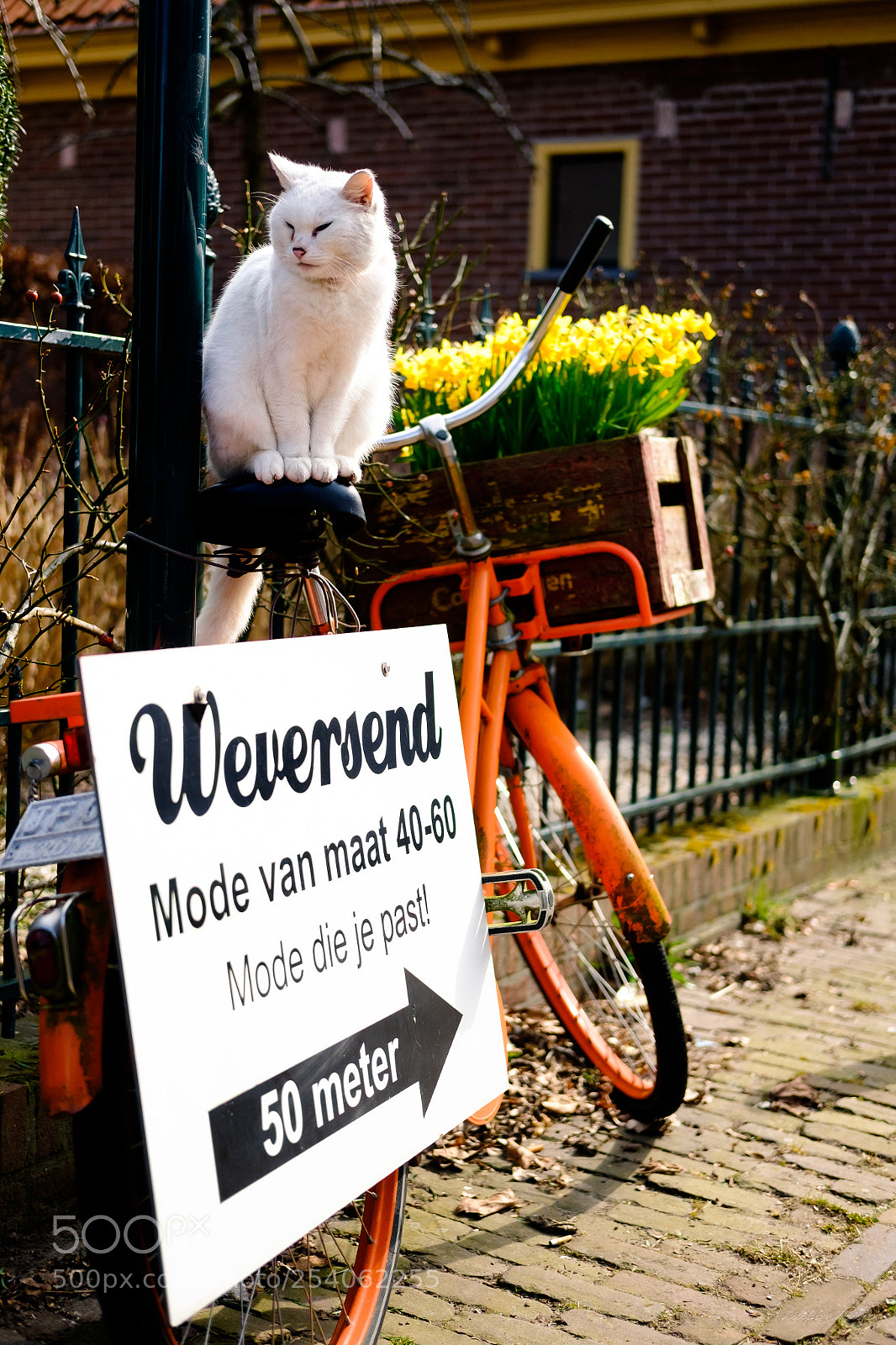 Fujifilm X-T10 sample photo. Ask the cat if photography