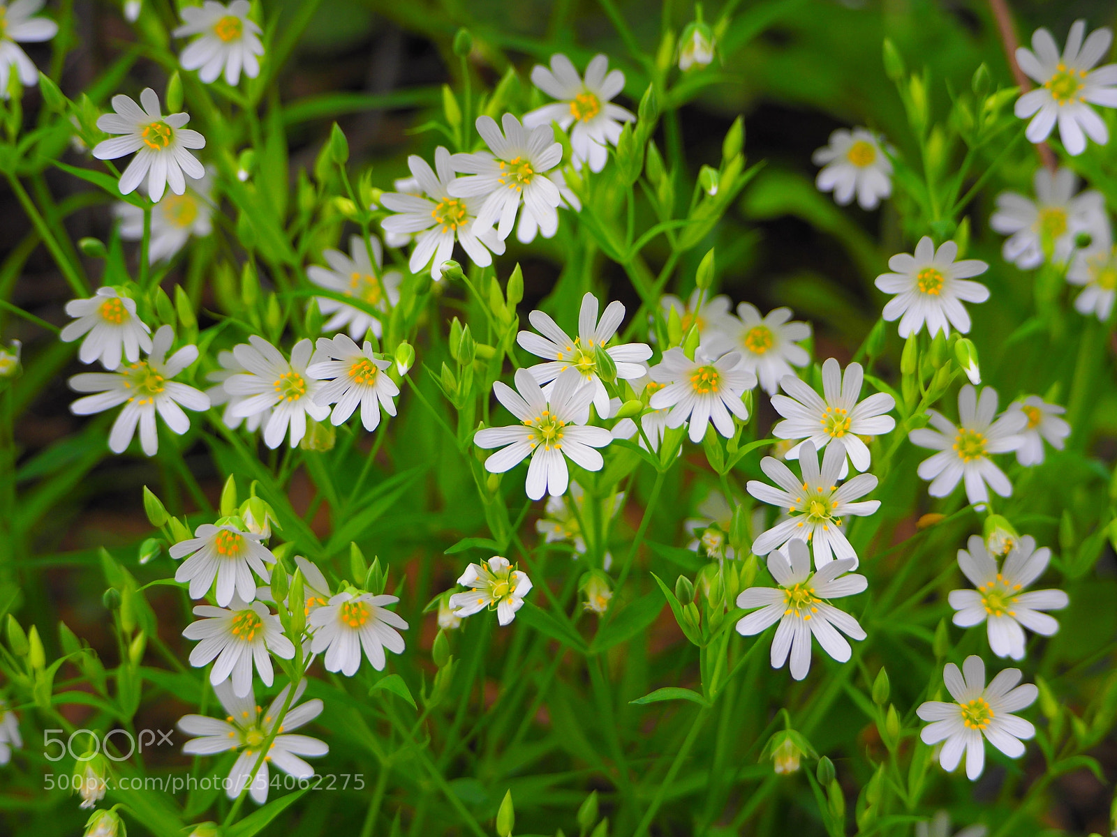 Olympus OM-D E-M10 II sample photo. Olympus digital camera photography