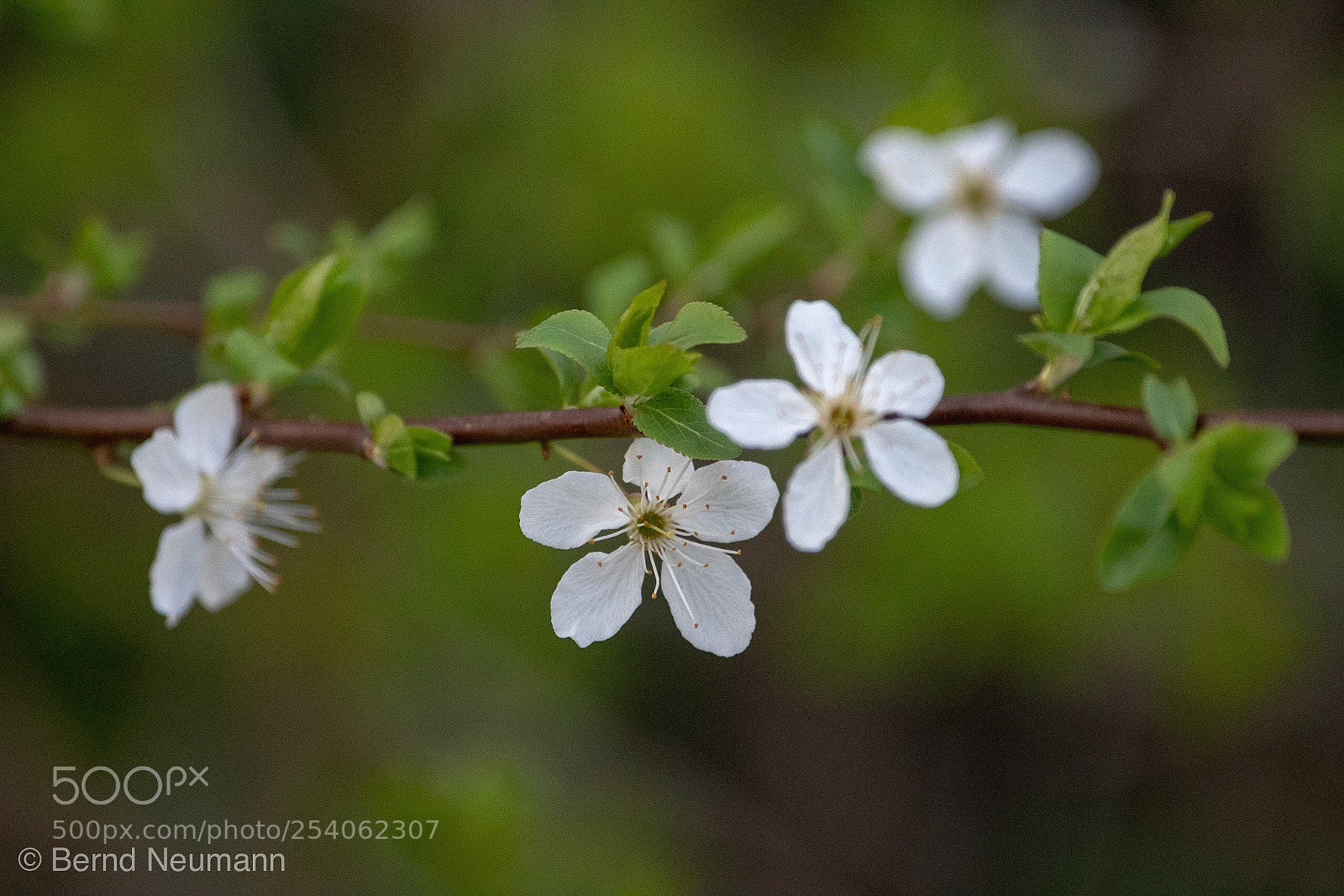 Nikon D7500 sample photo. Bokeh photography