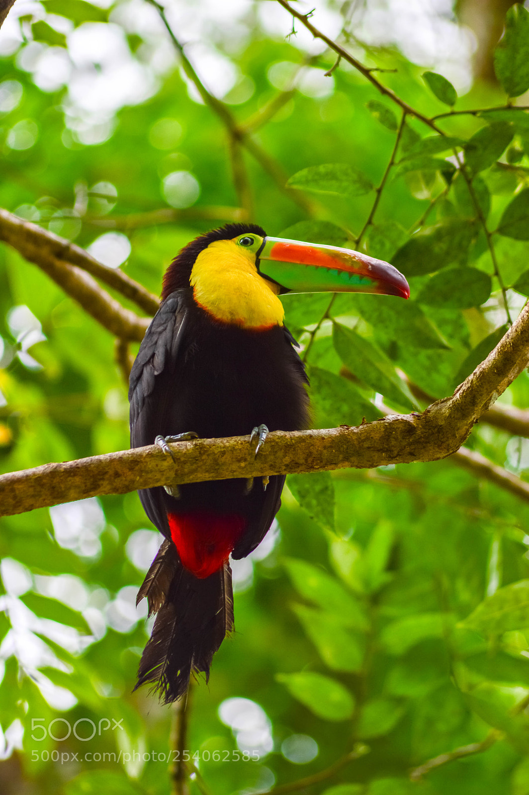Nikon D3200 sample photo. Keel billed toucan ramphastos photography