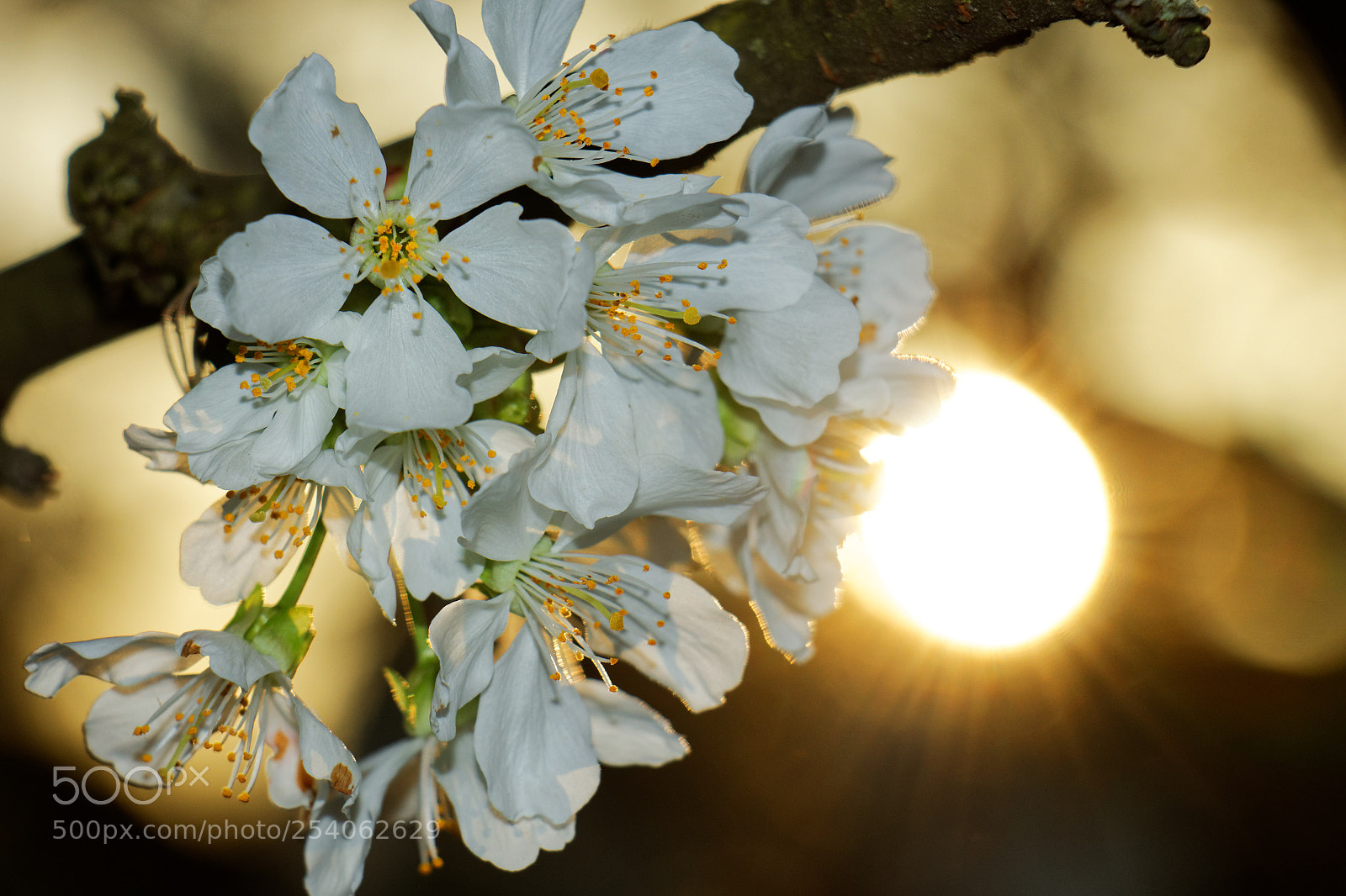 Canon EOS 70D sample photo. Sunshine photography