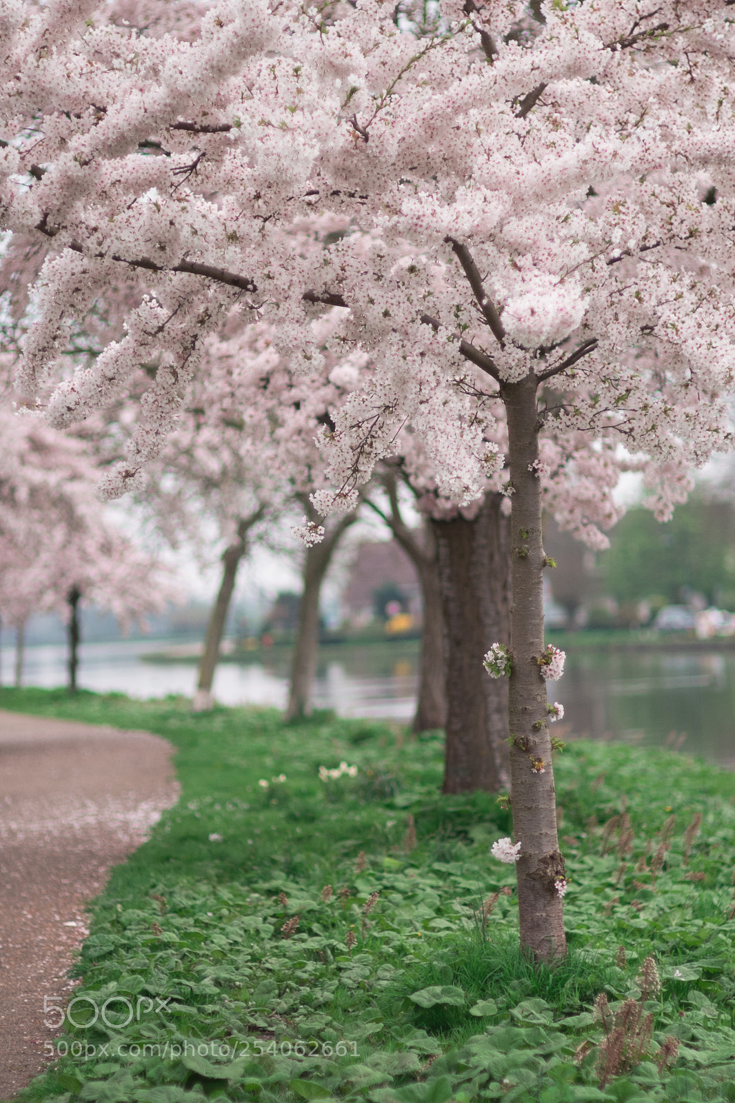 Fujifilm X-E1 sample photo. Spring photography