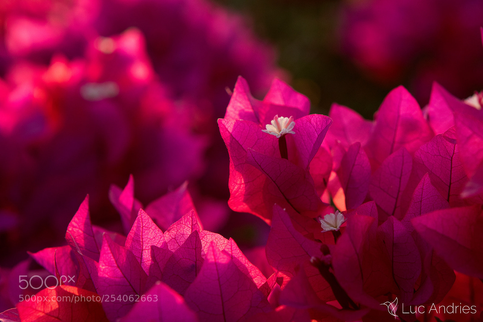 Canon EOS 5D Mark IV sample photo. Good morning bougainvillea photography